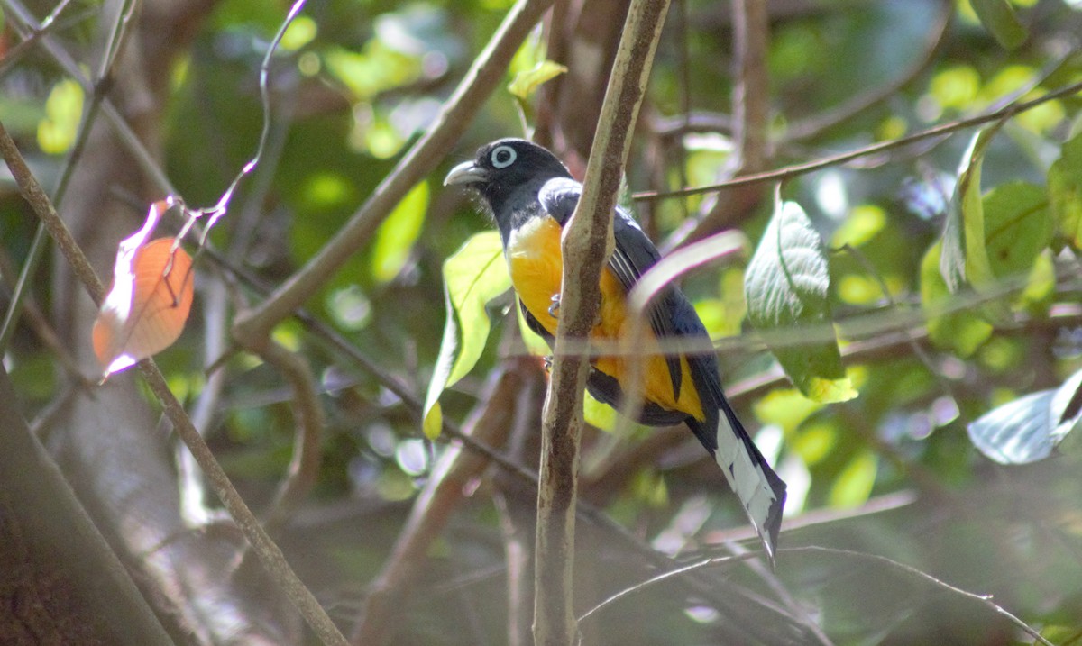 Black-headed Trogon - Storm Borum