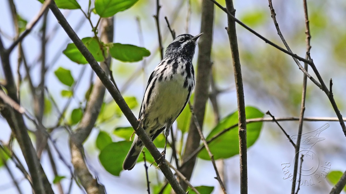 Black-and-white Warbler - Raymond Paris