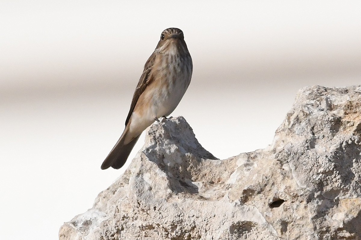 Spotted Flycatcher (Spotted) - Juan José  Bazan Hiraldo