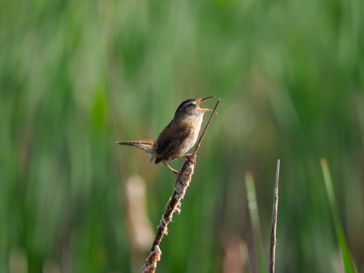 Marsh Wren - Lucas Cuffaro