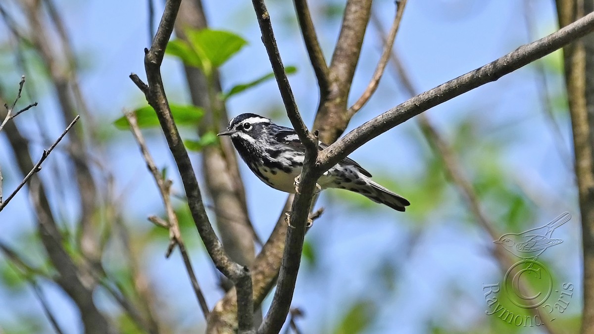 Black-and-white Warbler - Raymond Paris