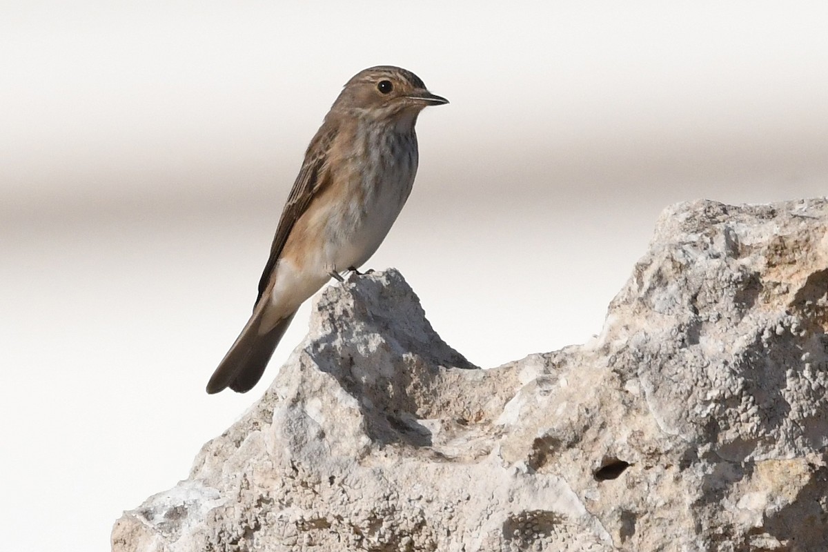 Spotted Flycatcher (Spotted) - Juan José  Bazan Hiraldo