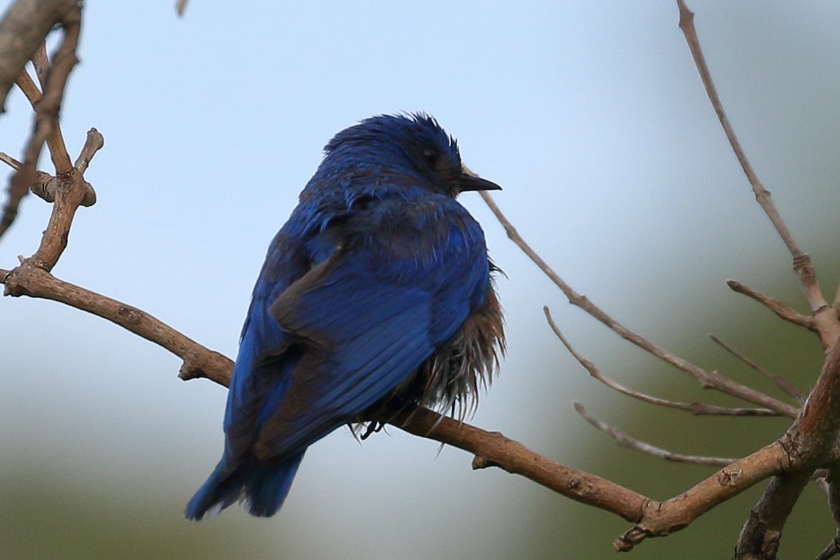 Western Bluebird - Jeffrey Fenwick