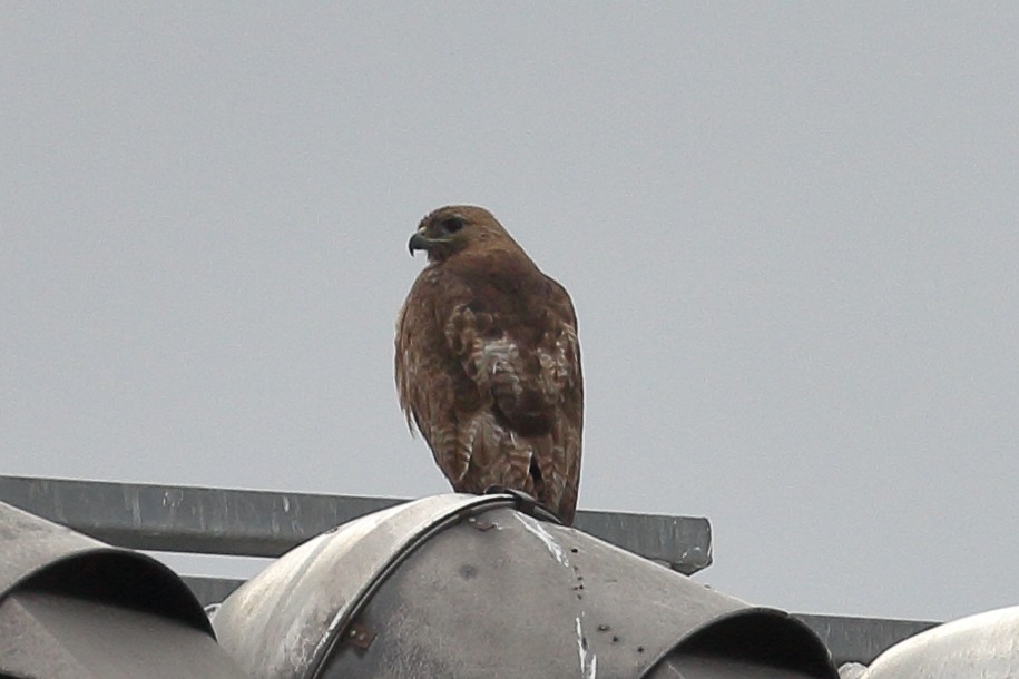 Red-tailed Hawk - ML619457297