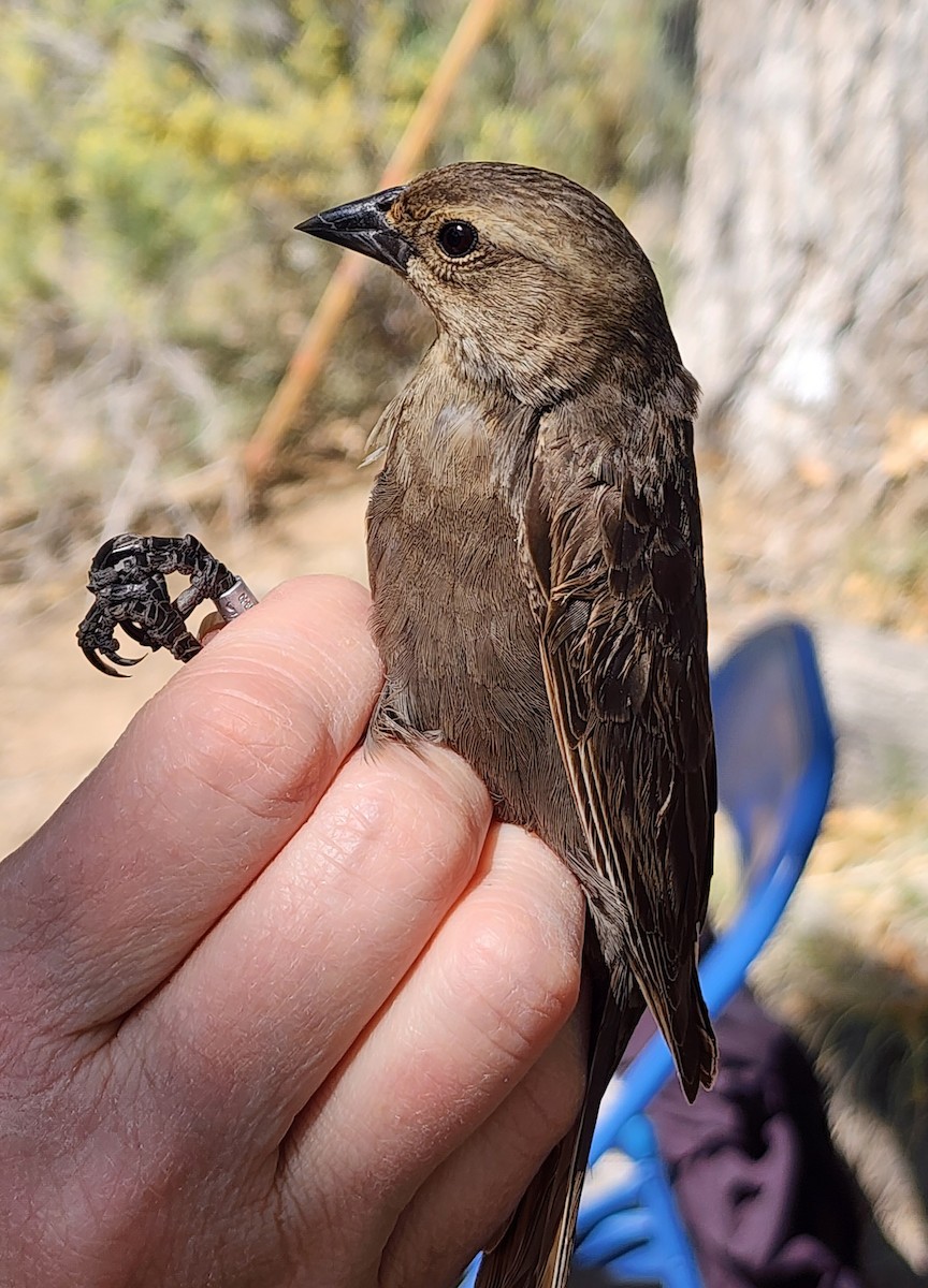 Brown-headed Cowbird - Nancy Cox