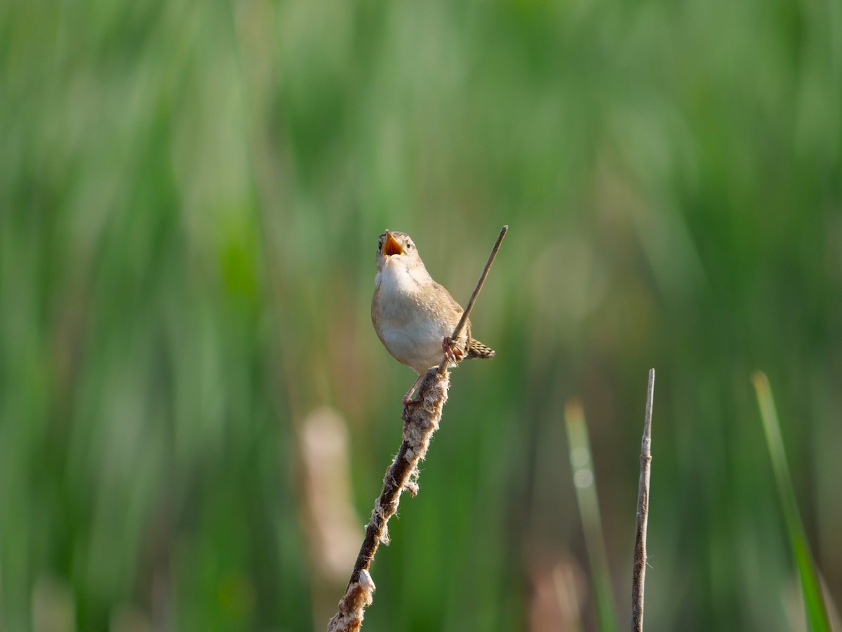 Marsh Wren - Lucas Cuffaro