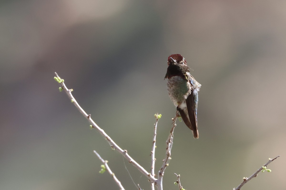 Anna's Hummingbird - ML619457309