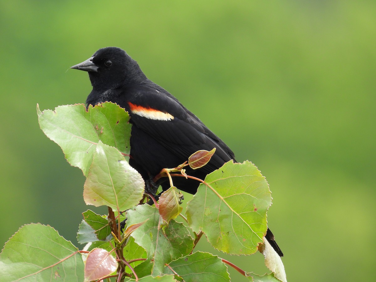 Red-winged Blackbird - ML619457312