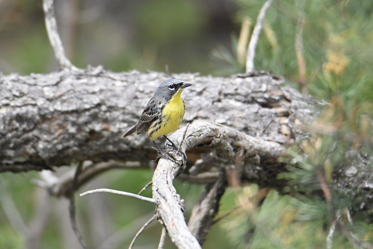 Kirtland's Warbler - Ezekiel Dobson