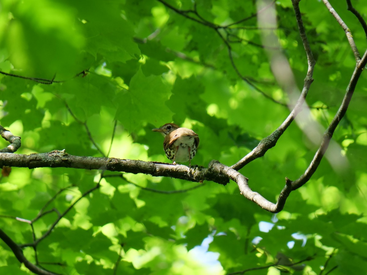 Wood Thrush - Lucas Cuffaro