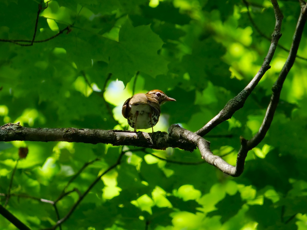 Wood Thrush - Lucas Cuffaro