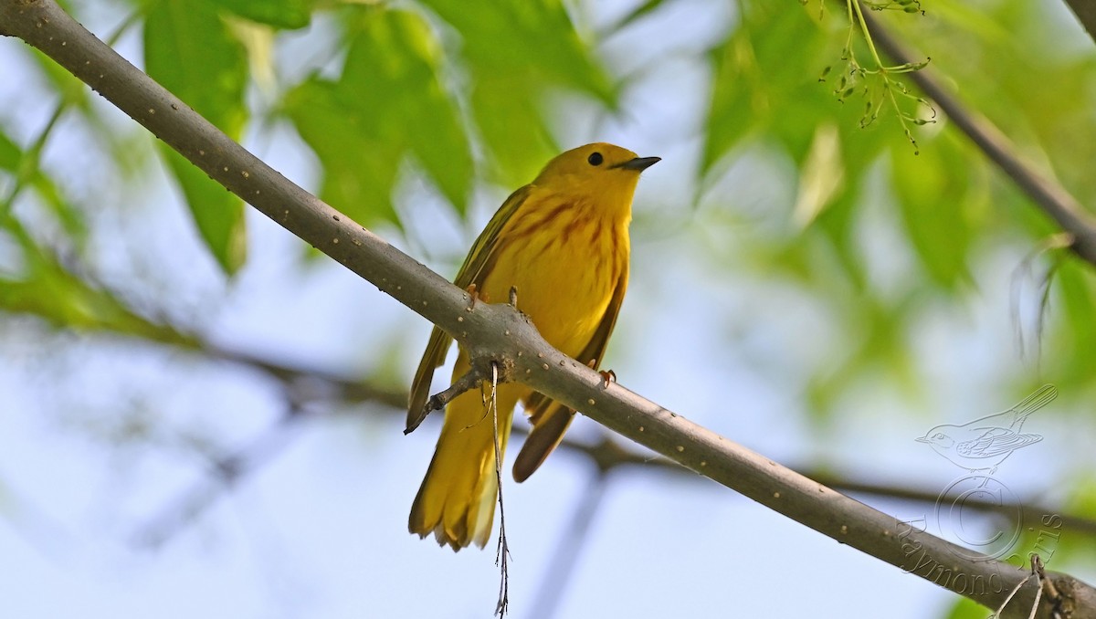 Yellow Warbler - Raymond Paris