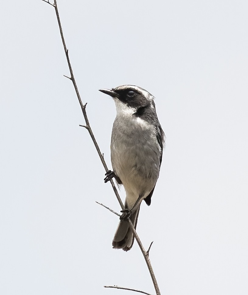 Gray Bushchat - Peter Seubert