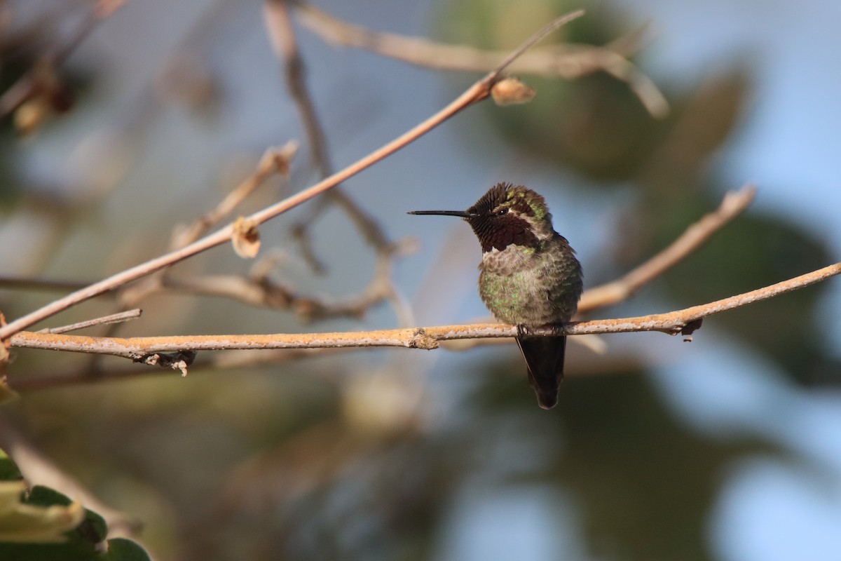 Anna's Hummingbird - Vicky Atkinson