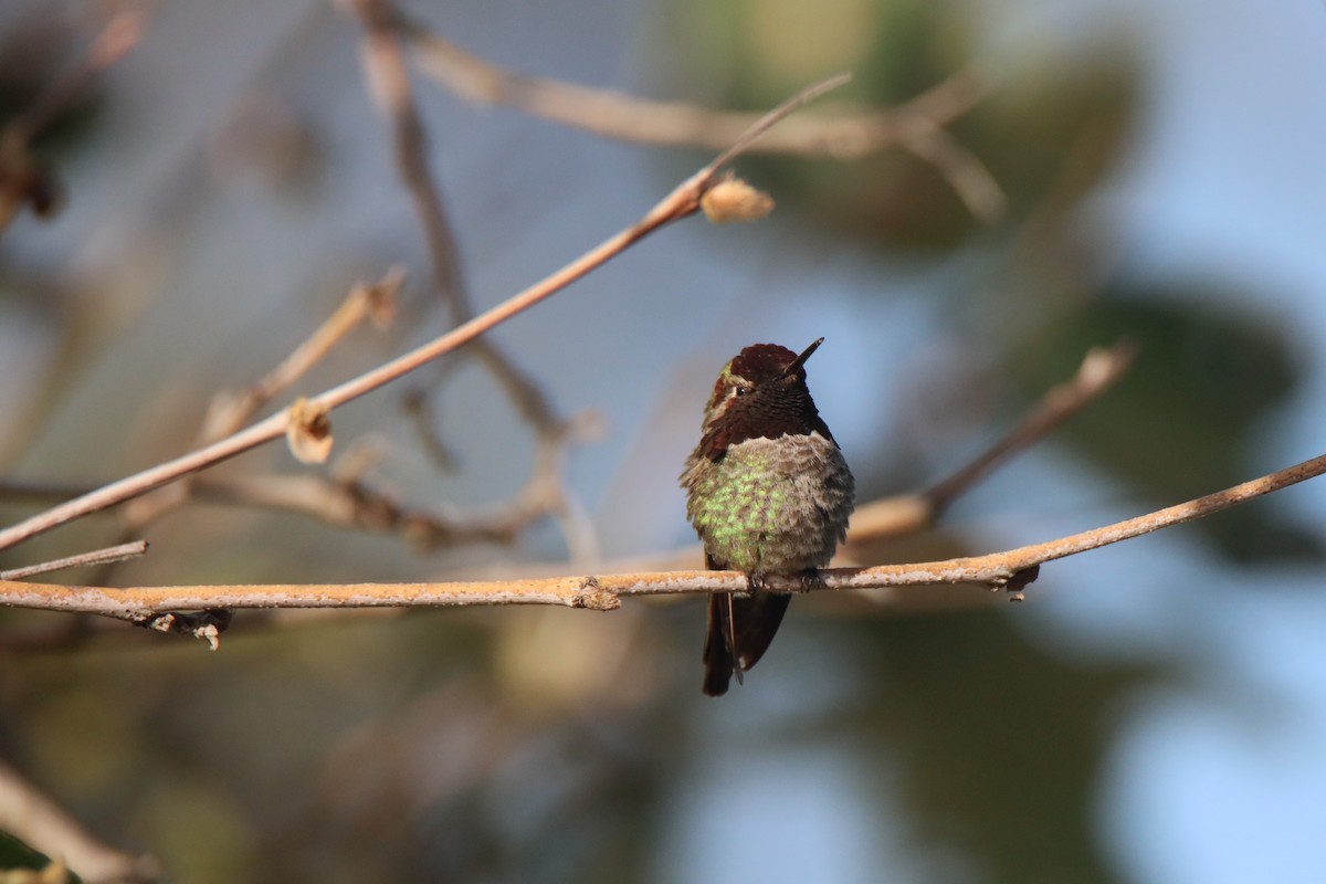 Anna's Hummingbird - ML619457323