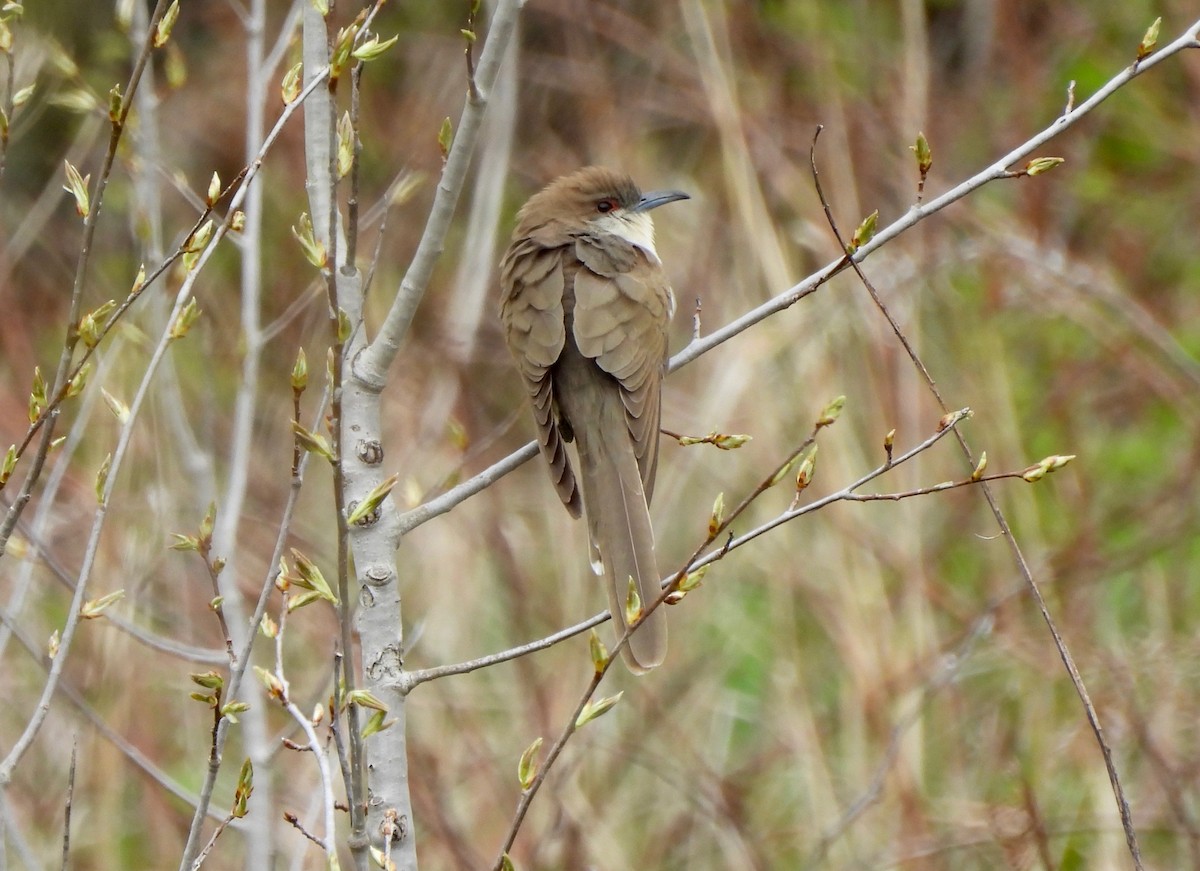 Black-billed Cuckoo - Pegg & Mark Campbell