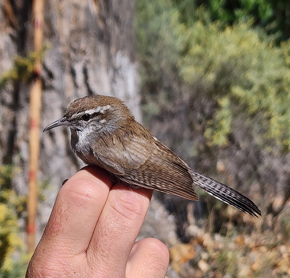 Bewick's Wren - Nancy Cox