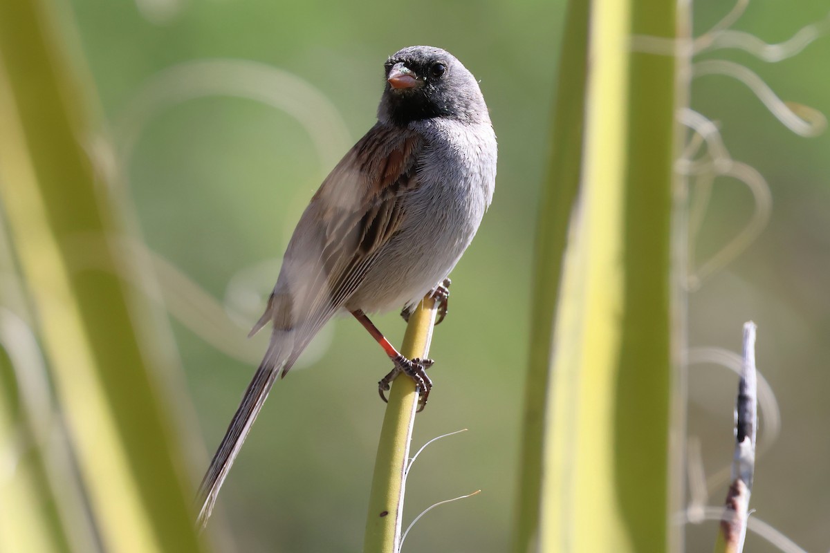 Black-chinned Sparrow - Brendan B