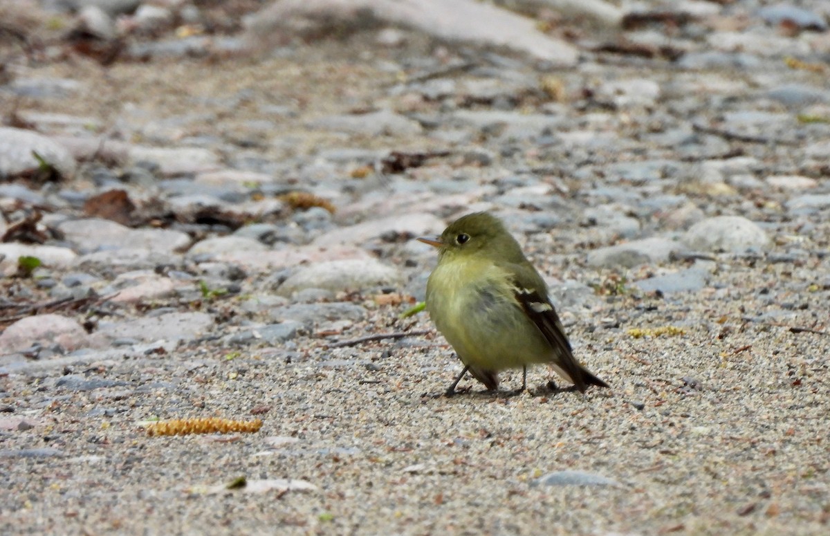 Yellow-bellied Flycatcher - Pegg & Mark Campbell