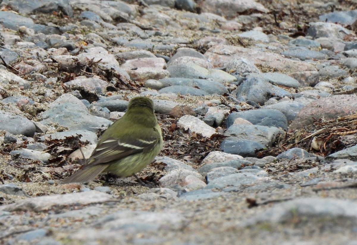 Yellow-bellied Flycatcher - Pegg & Mark Campbell