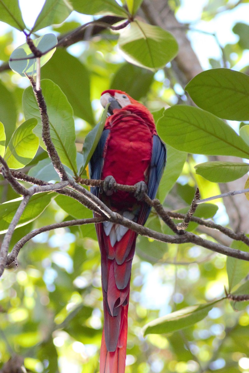 Scarlet Macaw - Storm Borum