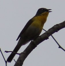 Yellow-breasted Chat - Richard Breisch