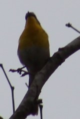 Yellow-breasted Chat - Richard Breisch