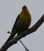 Yellow-breasted Chat - Richard Breisch