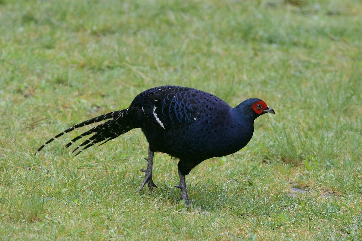 Mikado Pheasant - Alex Lin-Moore