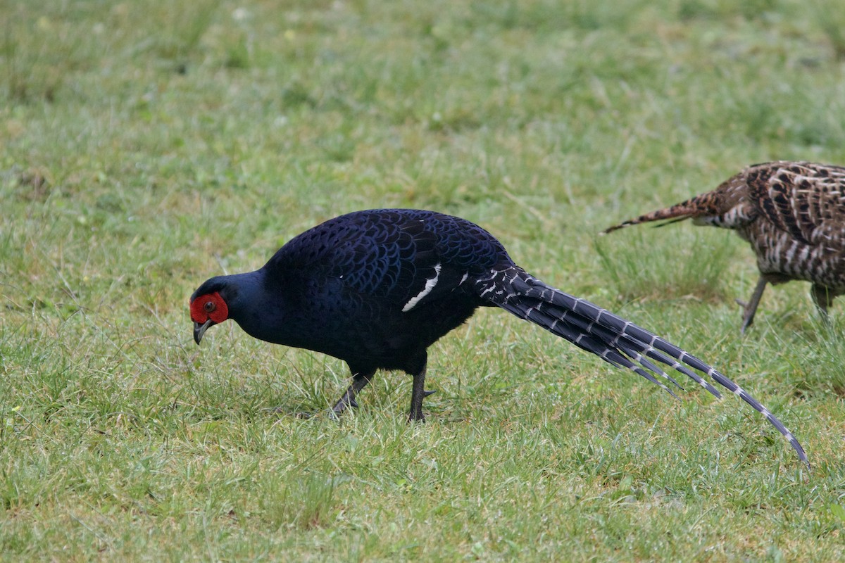 Mikado Pheasant - Alex Lin-Moore