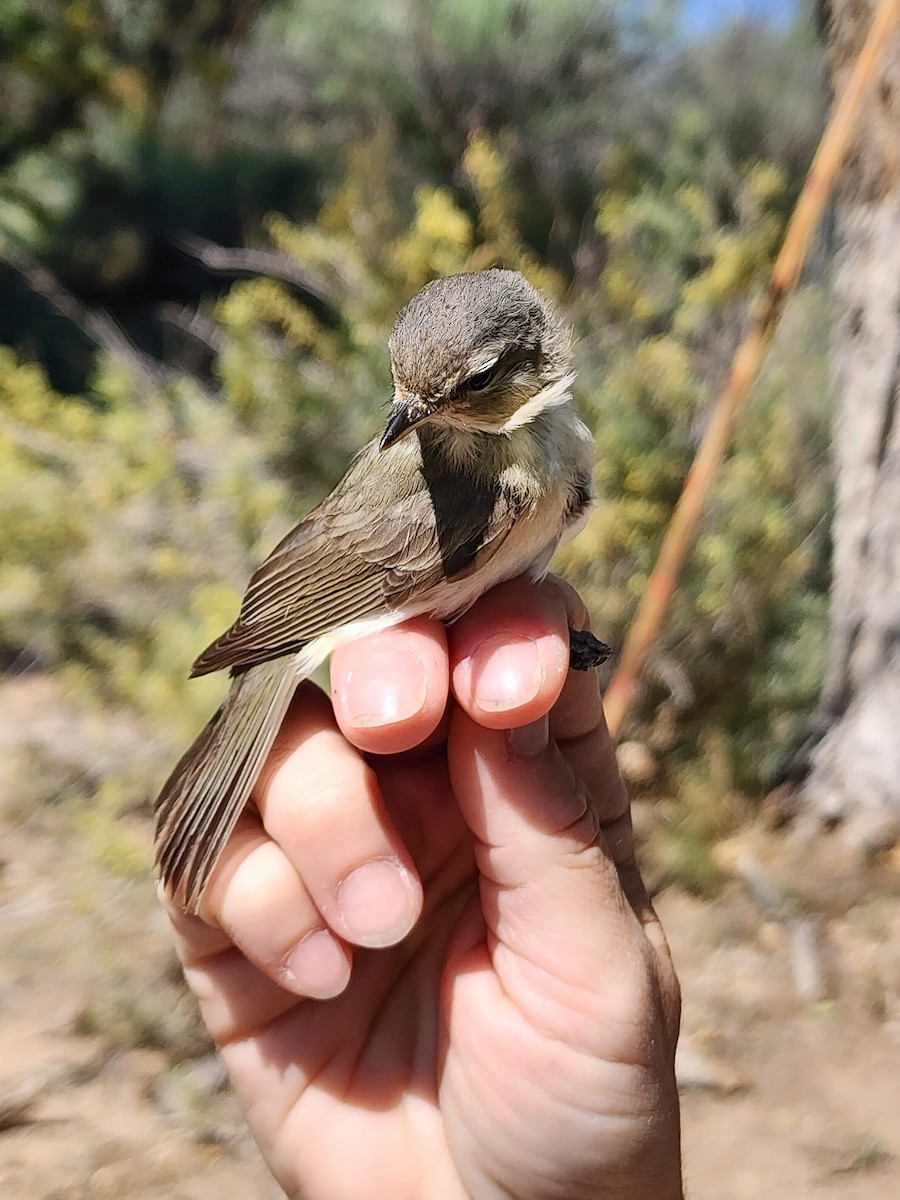 Warbling Vireo - Nancy Cox