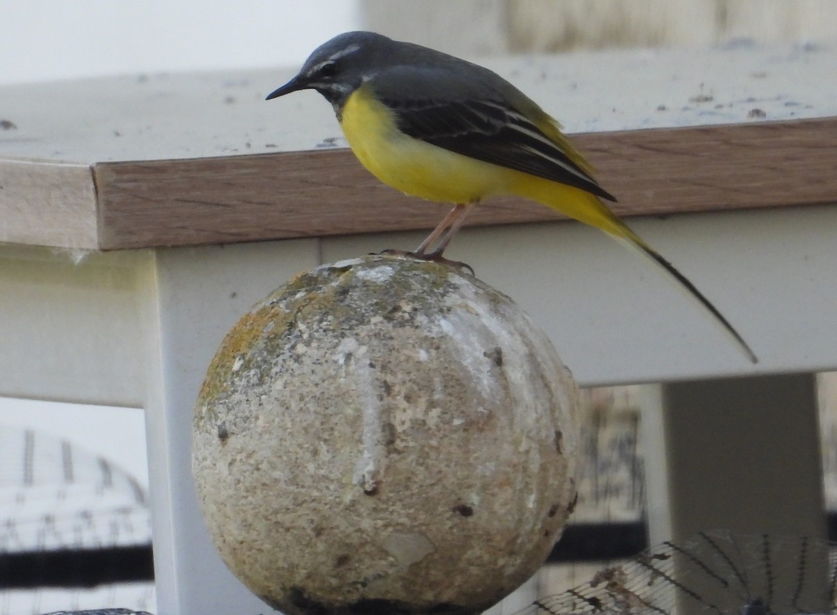 Gray Wagtail - Eric R