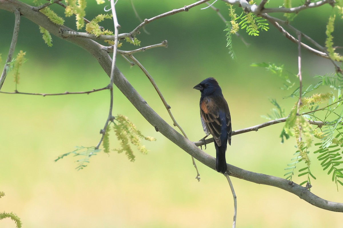 Blue Grosbeak - Brendan B