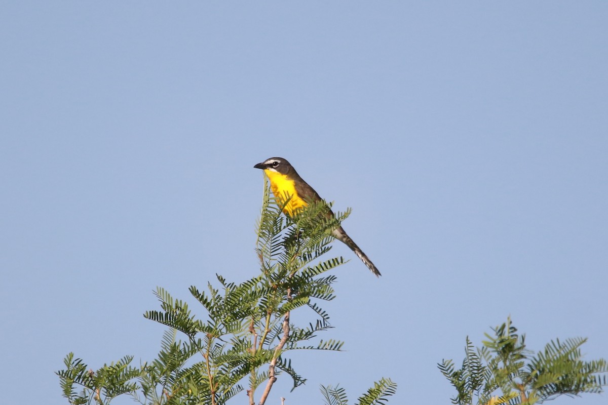 Yellow-breasted Chat - Jesse Pline