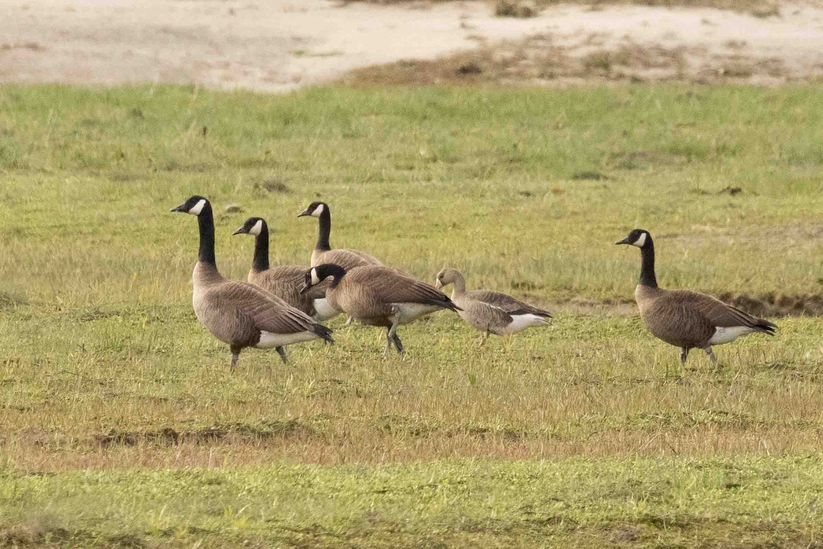 Greater White-fronted Goose - Scott Fischer