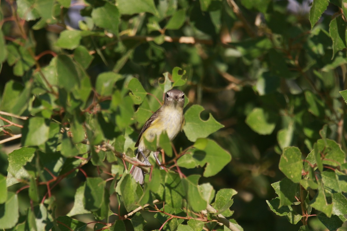 Bell's Vireo - ML619457419