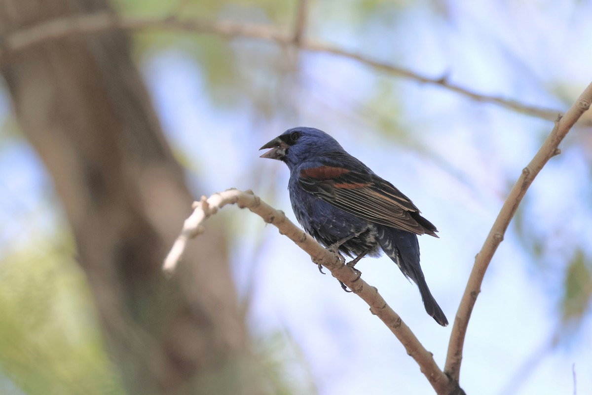 Blue Grosbeak - Brendan B