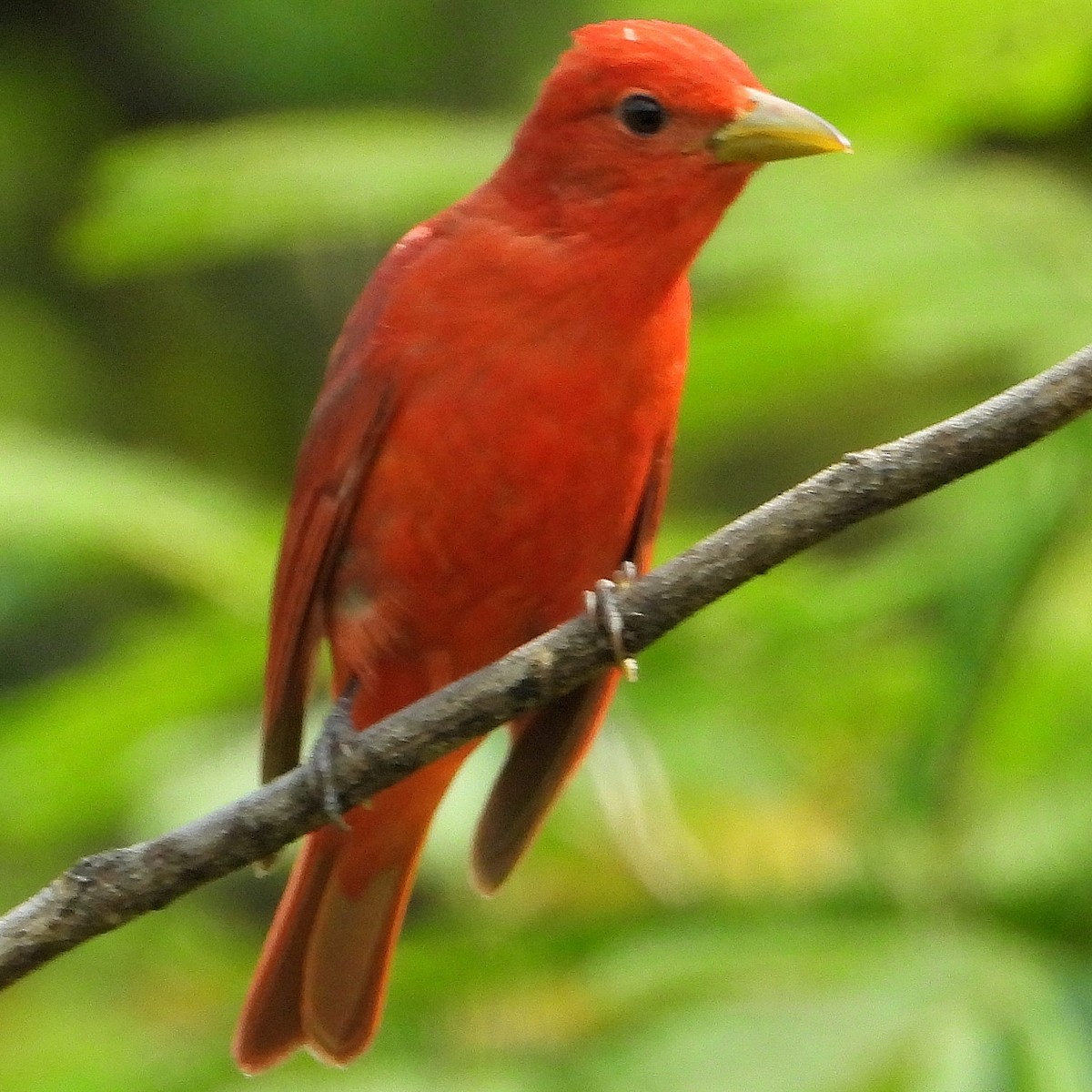 Summer Tanager - Jay Huner