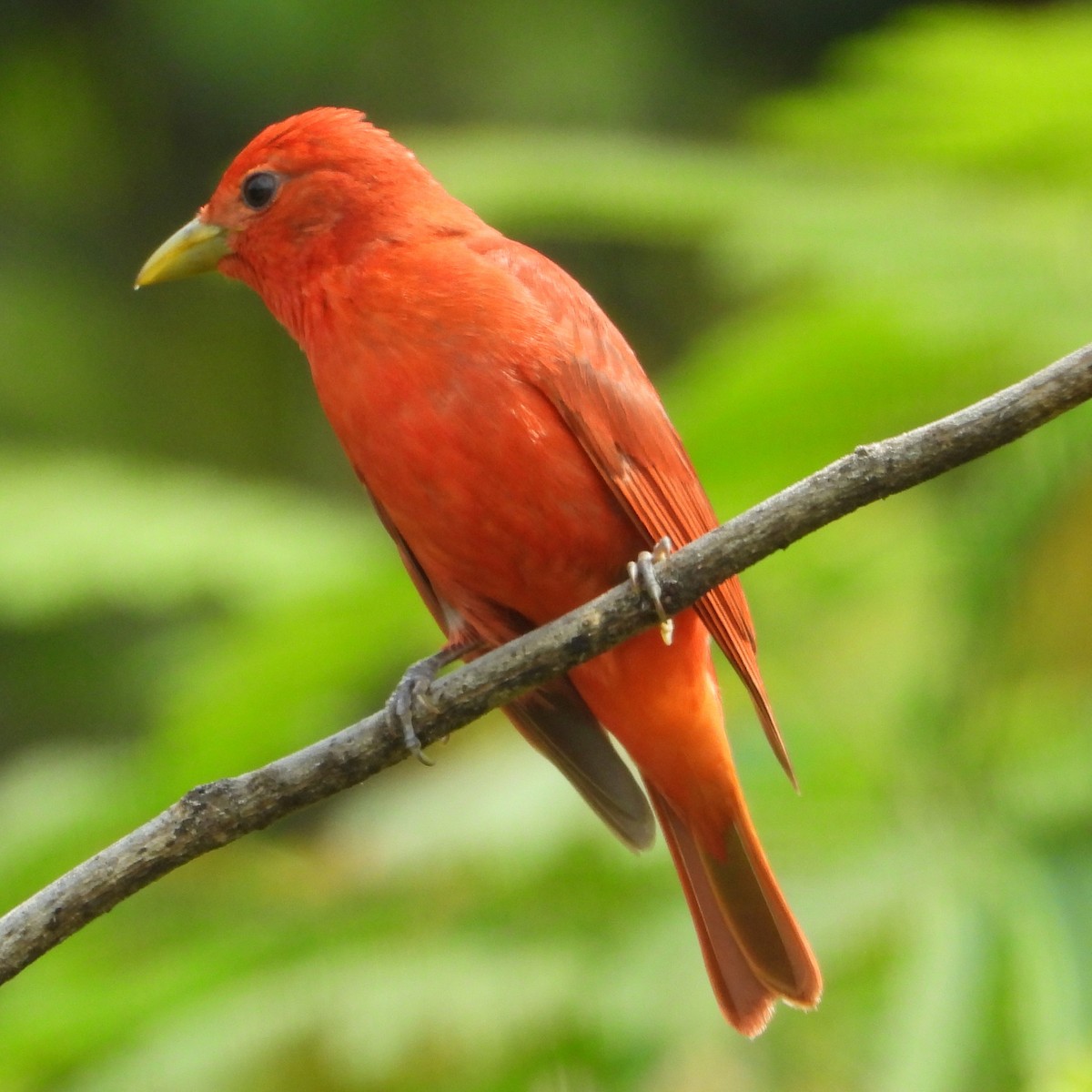 Summer Tanager - Jay Huner