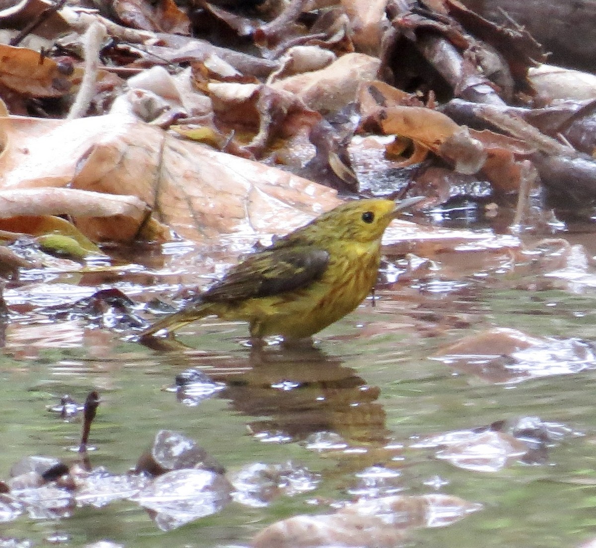 Yellow Warbler - Thomas Wurster