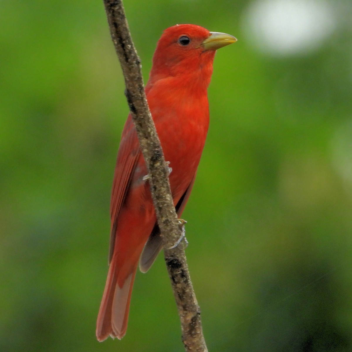 Summer Tanager - Jay Huner