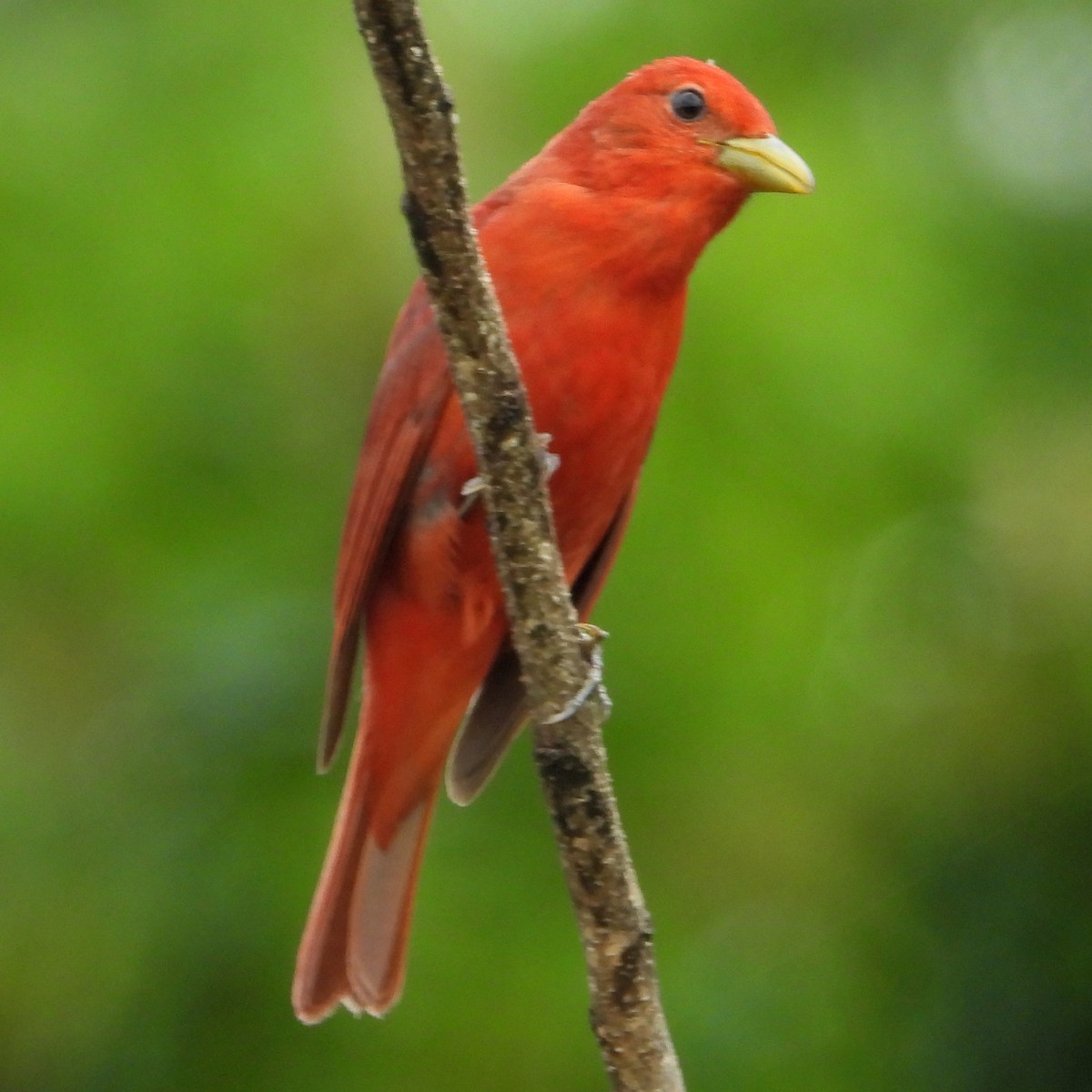 Summer Tanager - Jay Huner