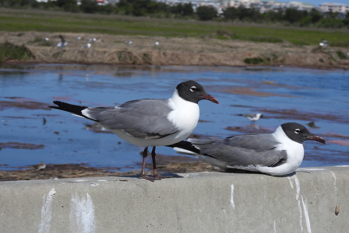 Laughing Gull - Dave Milsom