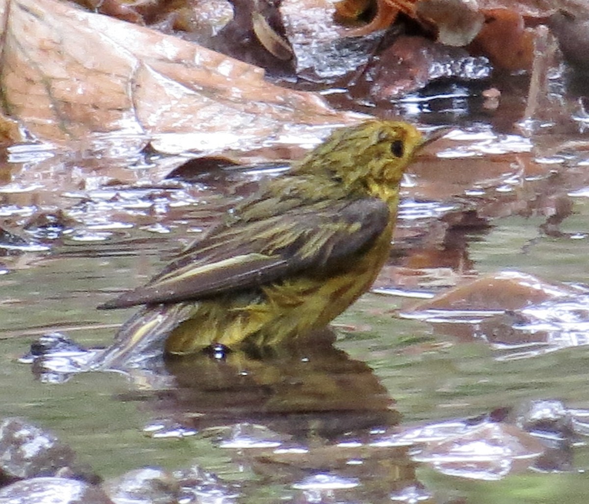 Yellow Warbler - Thomas Wurster