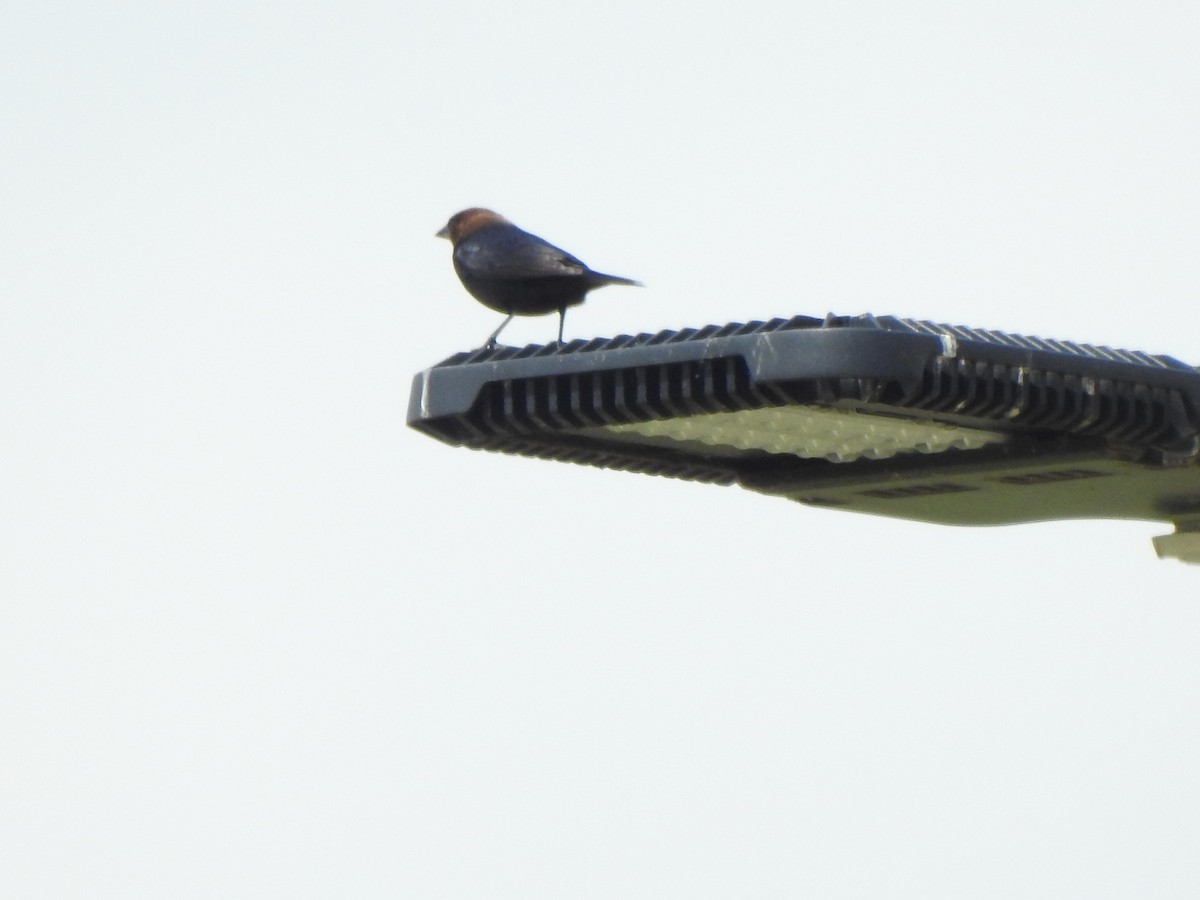 Brown-headed Cowbird - Ron Marek