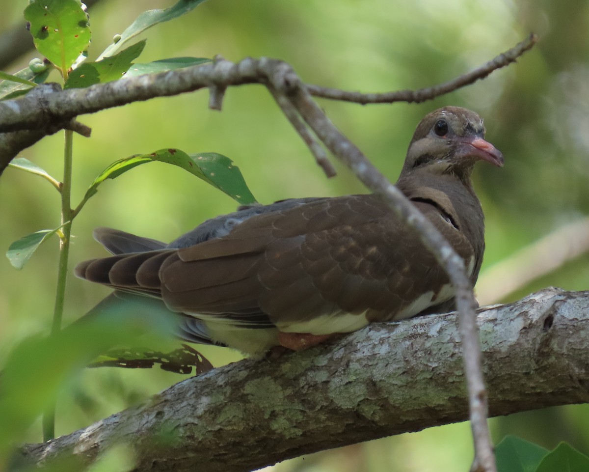 White-winged Dove - Laurie Witkin