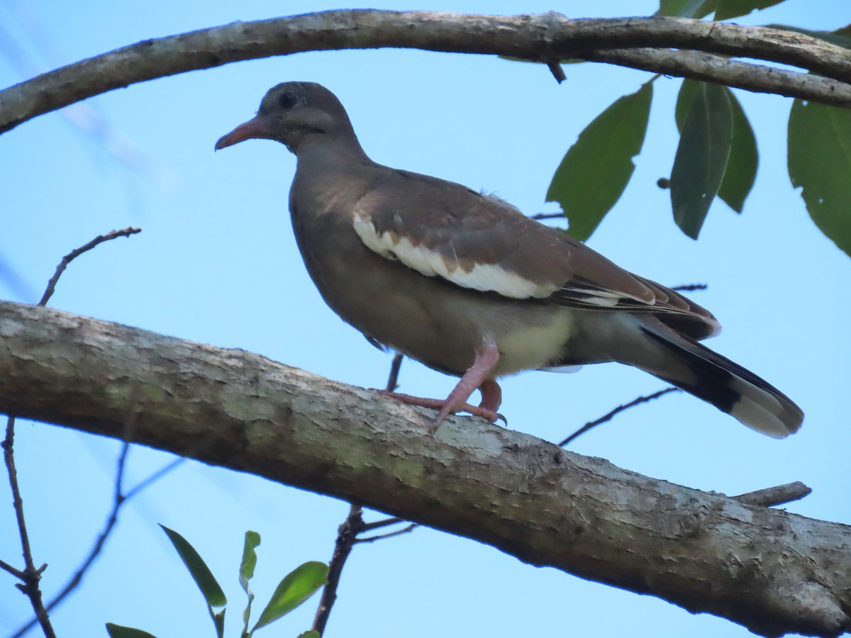 White-winged Dove - Laurie Witkin