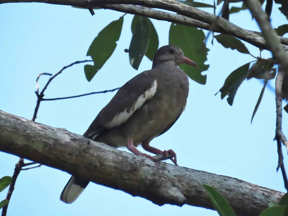 White-winged Dove - Laurie Witkin