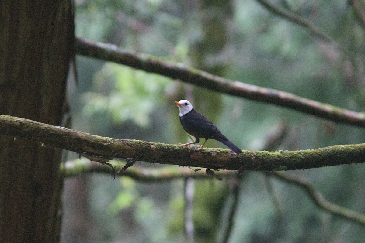 Taiwan Thrush - Alex Lin-Moore