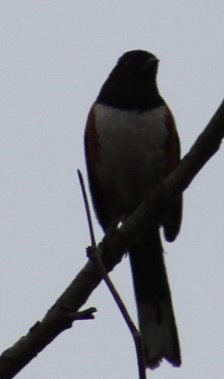 Spotted Towhee - Richard Breisch